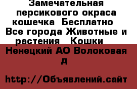 Замечательная персикового окраса кошечка. Бесплатно - Все города Животные и растения » Кошки   . Ненецкий АО,Волоковая д.